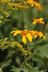 yellow flowers in the garden
