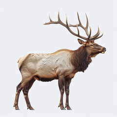 Fototapeta premium Elk, realistic style, white background
