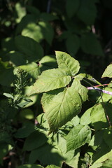 green leaves background