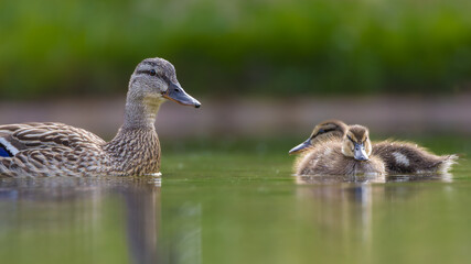Mallard duckling swimming on the surface of a pond
