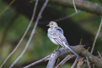 White Wagtail perched on a branch in the morning light