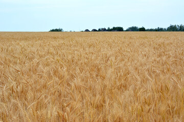 a wheat field with a house and trees in the background