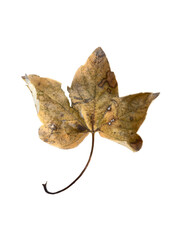 Fototapeta premium Autumn Leaf
