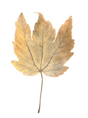 Autumn Leaf