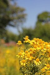 Obraz premium yellow flowers in the field