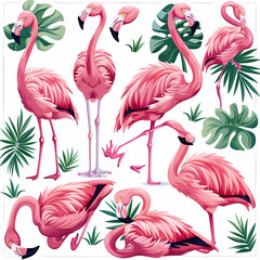 Obraz premium a Set Cute Greater Flamingo on a White Canvas Sticker,vector image