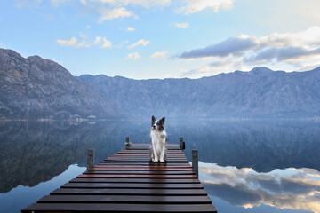 A Border Collie stands poised at the end of a wooden dock, overlooking a mirror-like mountain lake under a cloudy sky.