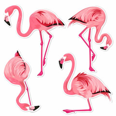 Obraz premium a Set Cute Greater Flamingo on a White Canvas Sticker,vector image