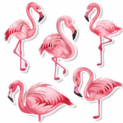 Obraz premium a Set Cute Greater Flamingo on a White Canvas Sticker,vector image