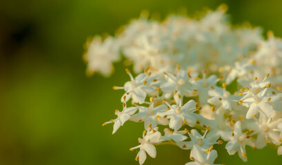 W wiosenny dzień zakwitły białe kwiaty czarnego bzu. Biała chmura kwiatów rośliny o...