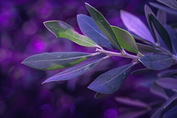 Olive Leaf with Purple Lighting