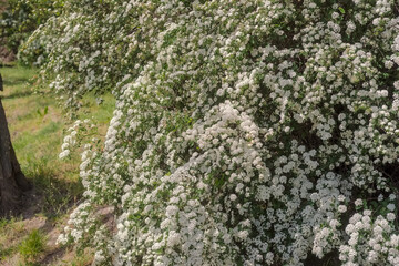 Krzew ozdobny występujący w parku wiosną obsypany białymi kwiatami. Majowy poranek w piękny,...