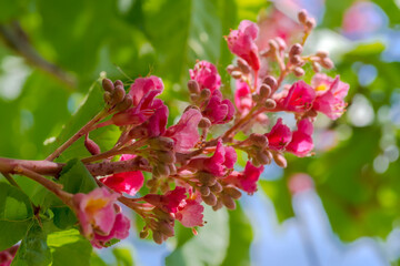 W parku kwitły różowe kwiaty kasztanowców. Majowa natura w parku miejskim na tle błękitnego nieba. Piękne czerwone kwiaty drzewa ozdobnego. © Grzegorz