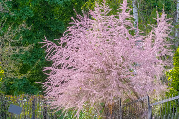 Różowo kwitnące drzewo (tamaryszek) ozdobne za płotem. Słoneczny majowy dzień tuż po południu w mieście bogatym w zieleń. © Grzegorz