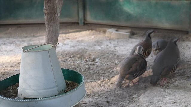 Grey francolin or Francolinus pondicerianus