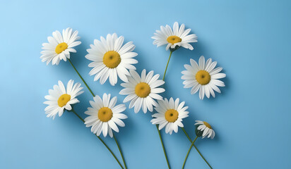 Obraz premium white daisies on a blue pastel paper texture background with copy space