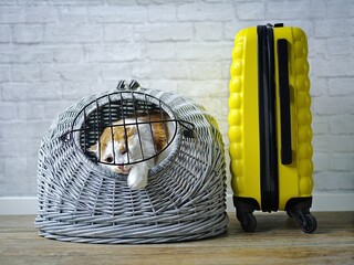 Tabby cat in a travel crate beside a suitcase look anxiously out. 