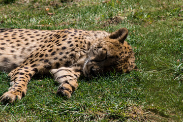 LE REPOS DU CHASSEUR