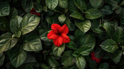 Green leaves surrounding red bloom