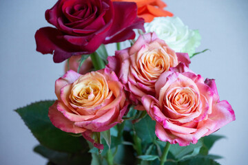 Obraz premium 色とりどりのバラ