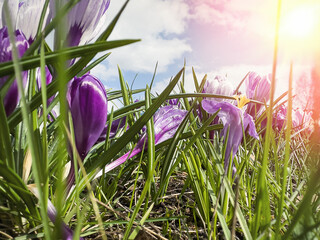 View of beauty blooming spring flowers crocus.  Crocuses in the spring forest