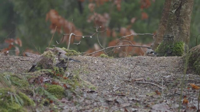Bullfinch Seraching on Ground for Food in Deciduous Forest at Autumn