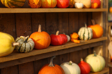 colorful pumpkin display at the farm