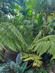 Tropical botanical garden, green jungle summer background
