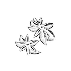 drawing lines. line art spice anise. Vector minimalistic design