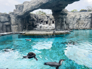 Fototapeta premium Cute humboldt penguins in a zoo