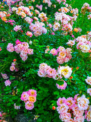 Background with multicolored roses of a garden