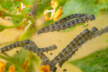 Close-up of caterpillars crawling on a web-like structure among green leaves and orange flowers. The image highlights the intricate webbing and the caterpillars' segmented bodies.