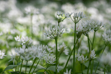 Allium ursinum wild bears garlic flowers in bloom, white rmasons buckrams flowering plants, green...