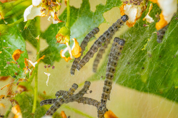 Close-up of caterpillars crawling on a web-like structure among green leaves and orange flowers. The image highlights the intricate webbing and the caterpillars' segmented bodies.