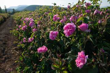 rose fields and plantations. beautiful pink roses. roses are grown on plantations for the production of essential oils and cosmetics.