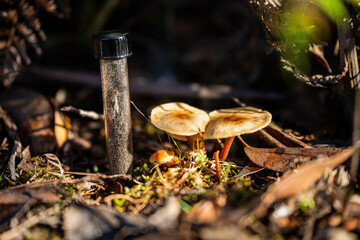 mushrooms growing and taking soil samples Compost pile, organic thermophilic compost turning in Tasmania Australia. farmer holding soil in australia