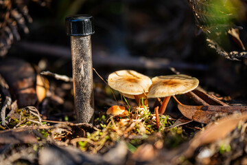 mushrooms growing and taking soil samples Compost pile, organic thermophilic compost turning in...