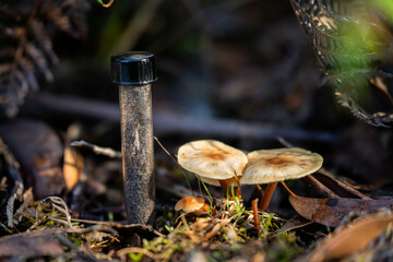 mushroom growing in the bush, turning a compost pile in a community garden. compost full of...