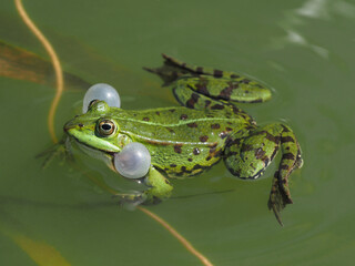 Grüner männlicher Teichfrosch mit Schallblasen schwimmt im Tümpel	