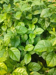 Beautiful green leaves in the Purwakarta area, West Java, Indonesia.