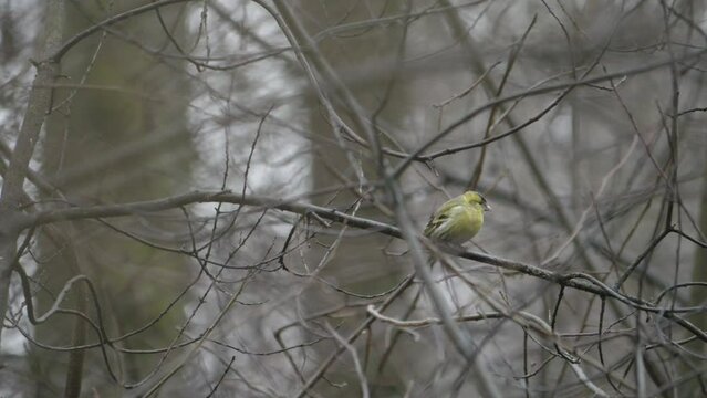 Eurasian Siskin Pearched on Bare Tree Branch, Resident Bird at Winter, Portrait