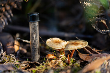 mushrooms growing and taking soil samples Compost pile, organic thermophilic compost turning in Tasmania Australia. farmer holding soil in australia