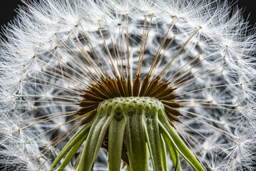 Macro shot of the flying seeds of a dandelion against a black background