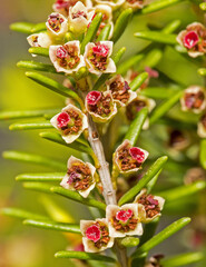 Obraz premium Erica scoparia, fiori