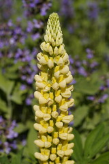 The multi-leaved lupine, chandelier, (Lupinus polyphyllus), also called perennial lupine, is a...