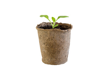 Seedlings of young shoots of cucumbers in a peat pot on a transparent background PNG