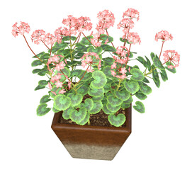 Pink Geranium flowers in decorative square ceramic pot. Image 10 of a collection of realistic 3D PNG illustrations.