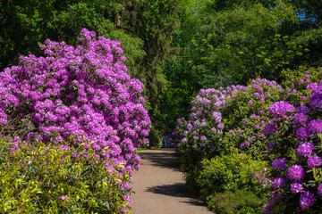 Selective focus of violet purple flower full bloom on the tree with green leaves, Rhododendron is a very large genus of species of woody plants in the heath family, Ericaceae, Nature floral background