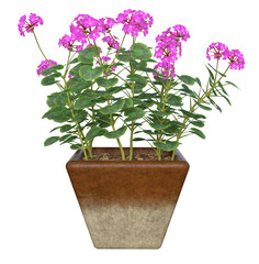 Purple Geranium flowers in decorative square ceramic pot. Image 8 of a collection of realistic 3D PNG illustrations.