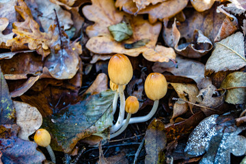 Photography to theme large beautiful poisonous mushroom in forest on leaves background